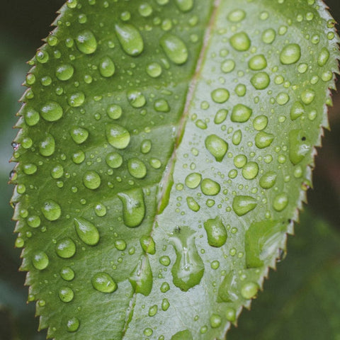 超越纯净美容 (Clean Beauty)