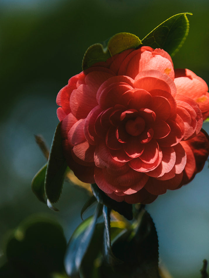 山茶花